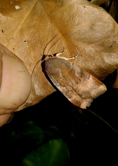 Noctua janthina