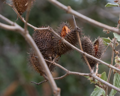 Allamanda blanchetii