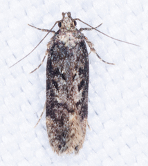 Chionodes mediofuscella