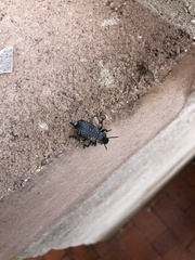 Cryptoglossa variolosa