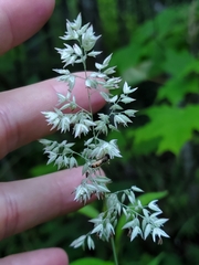 Poa pratensis