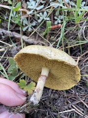 Suillus umbonatus