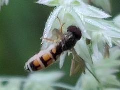 Melanostoma mellinum