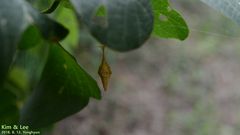 Cyrtarachne inaequalis