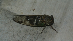 Neotibicen latifasciatus