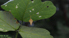 Cyrtarachne inaequalis