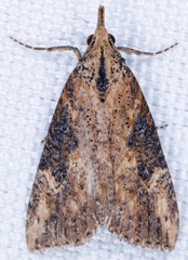 Hypena humuli