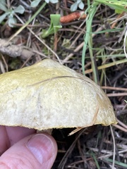 Suillus umbonatus