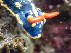 Hypselodoris festiva