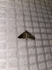 Hypena scabra