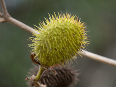 Allamanda blanchetii