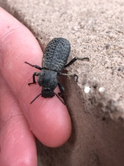 Cryptoglossa variolosa