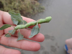 Asphondylia atriplicis
