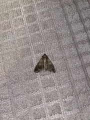 Hypena scabra