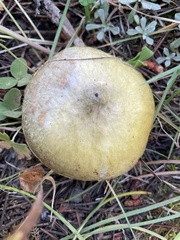 Suillus umbonatus