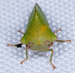 Telamona