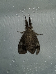 Dasychira obliquata