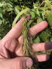 Elymus canadensis