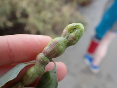 Asphondylia atriplicis