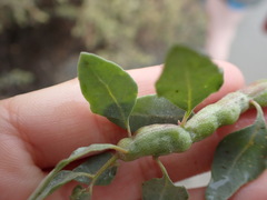 Asphondylia atriplicis