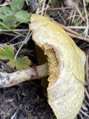 Suillus umbonatus