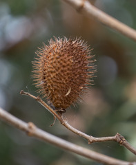 Allamanda blanchetii