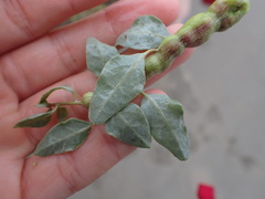 Asphondylia atriplicis