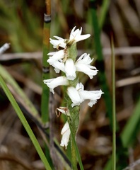 Spiranthes