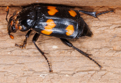 Nicrophorus orbicollis
