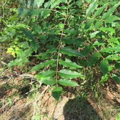 Zanthoxylum clava-herculis