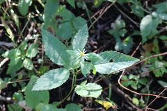 Eurybia furcata