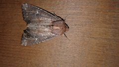 Apamea scoparia