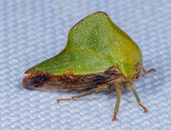 Telamona