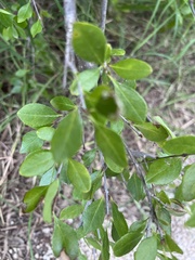 Forestiera pubescens