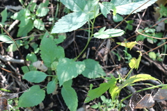Eurybia furcata