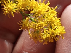 Solidago chilensis