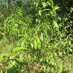 Prunus umbellata