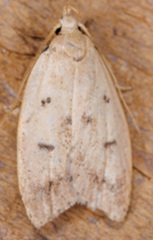 Machimia tentoriferella