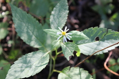 Eurybia furcata