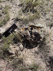 Xanthomendoza trachyphylla