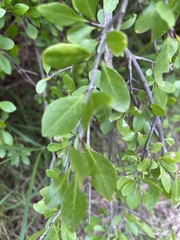 Forestiera pubescens