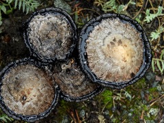 Coprinus