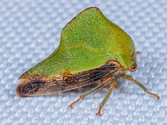 Telamona
