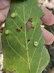 Pachypsylla