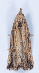 Macrochilo orciferalis