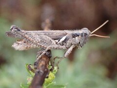 Melanoplus cinereus