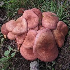 Tricholomopsis rutilans