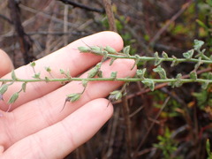 Sairocarpus nuttallianus