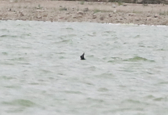 Hydrobates microsoma