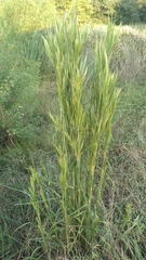 Andropogon glomeratus